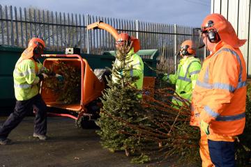 This is how you can recycle your real Christmas tree in Oxford thumbnail
