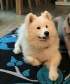 Missing Dogs In Oxfordshire Have You Seen Them Oxford Mail