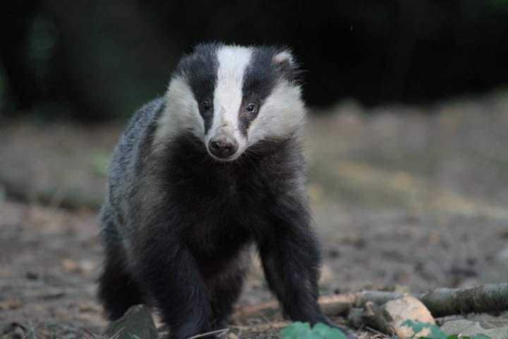 A curious badger. Picture: James Stewart