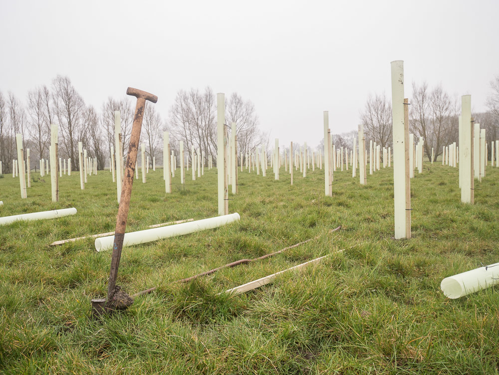 Tree planting at Coleshill. Picture: National Trust/ Holly Poncini