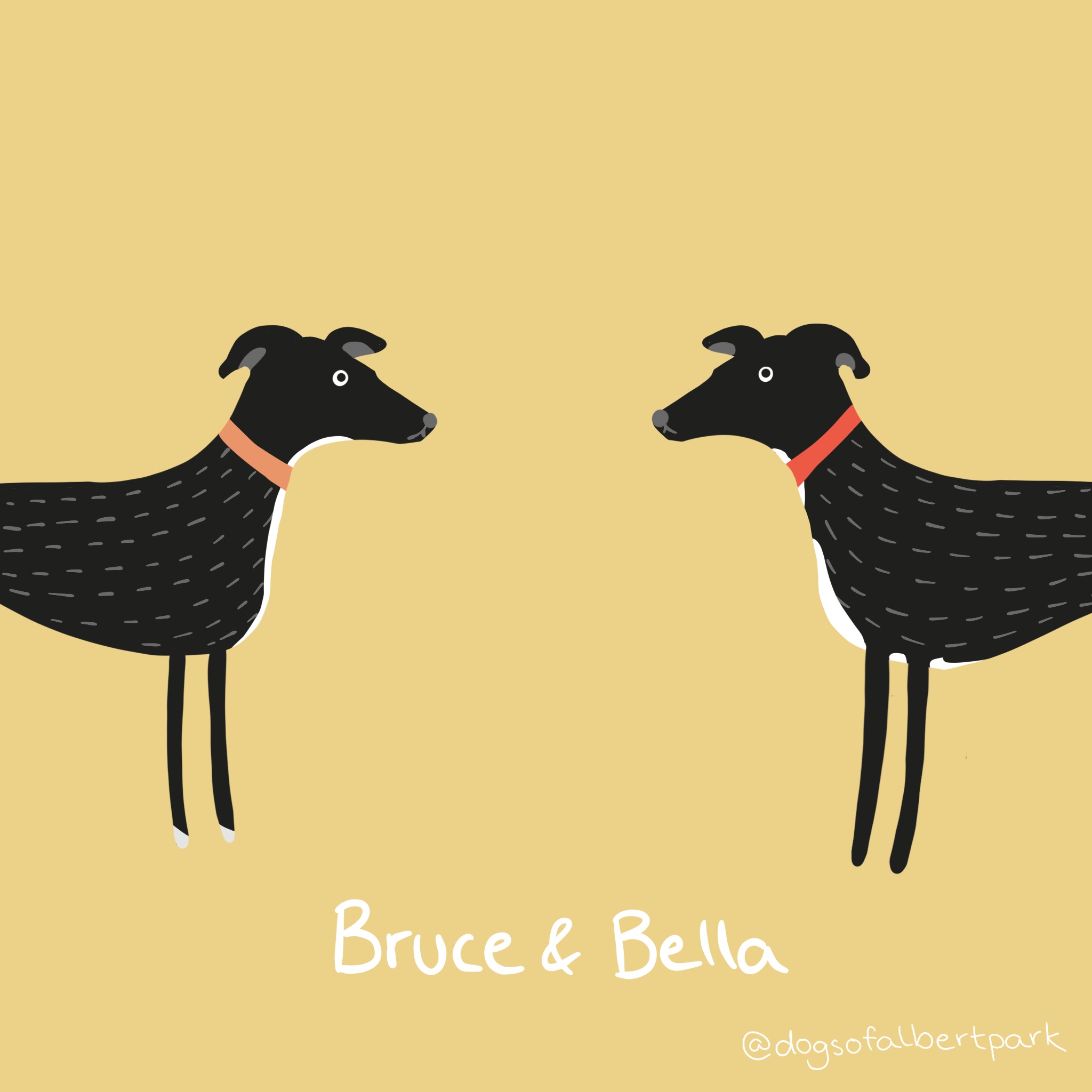 Greyhounds Bruce and Bella 