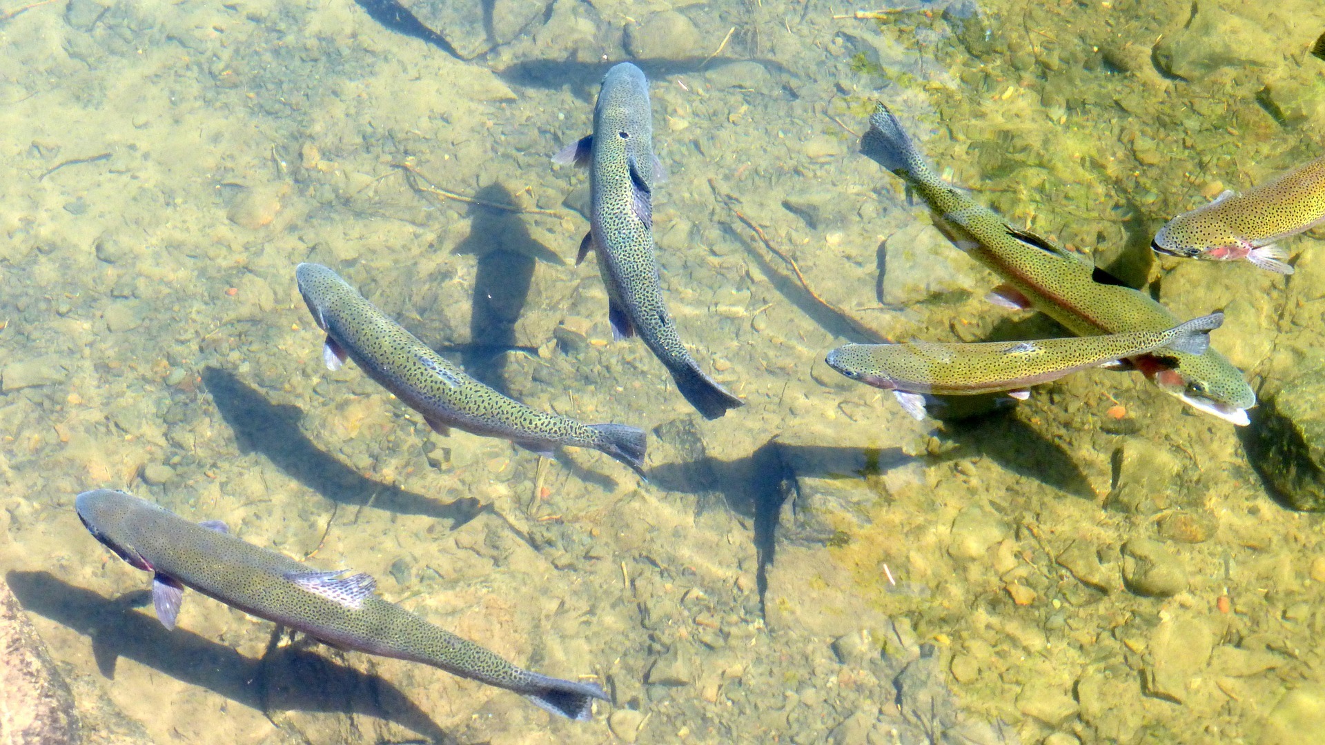 Trout in a river. Picture: Pixabay