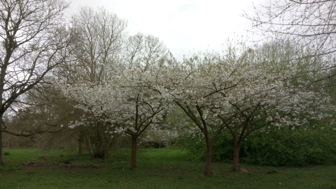 Cherry trees blossoming at Headington Hill Picture: Elizabeth Adams 