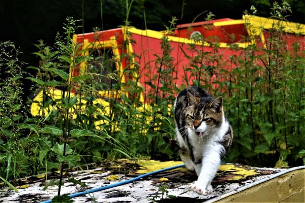 Oxford Mail: Canal kitty. Picture: Ian White