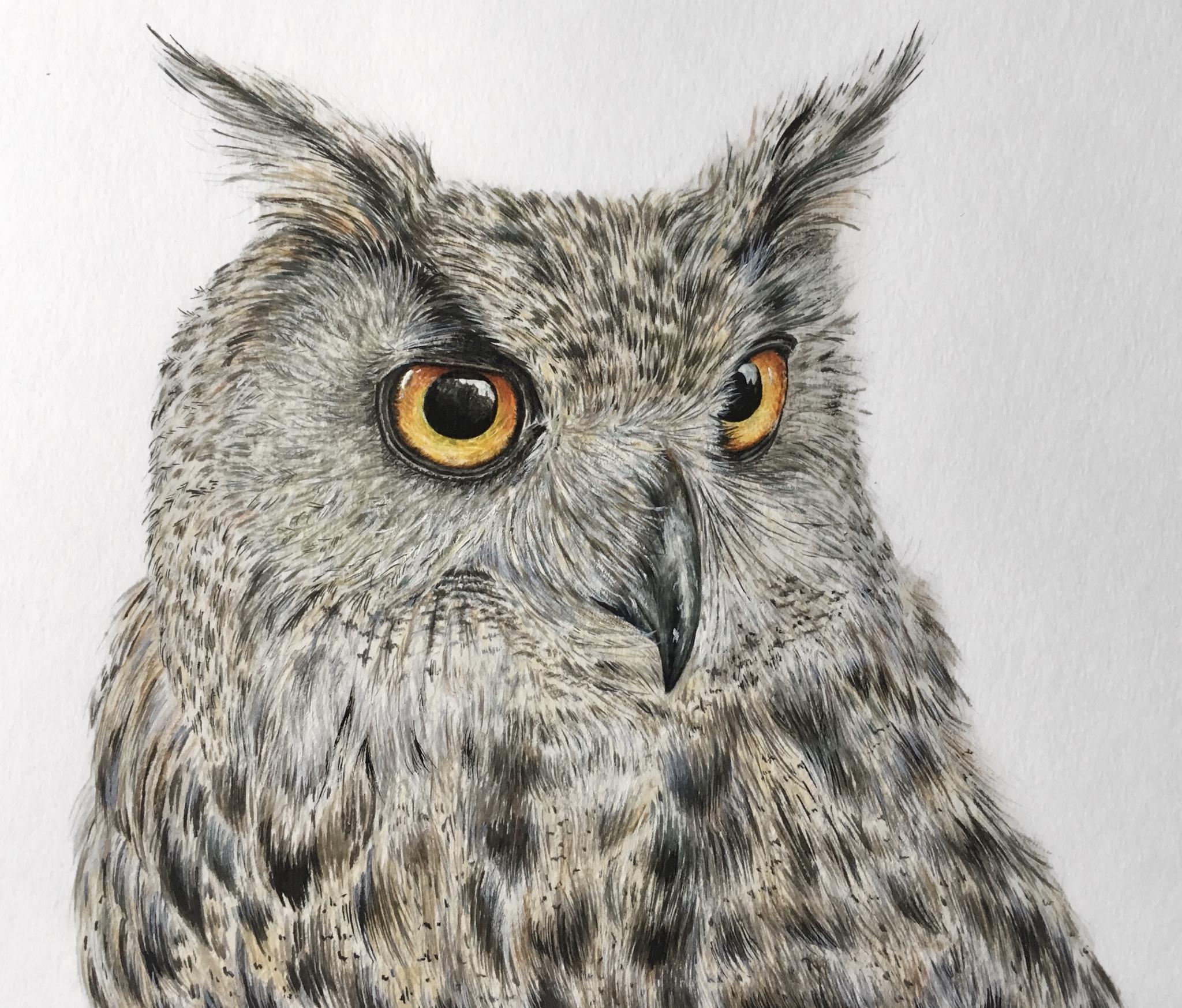 Charlotte Marlow’s owl