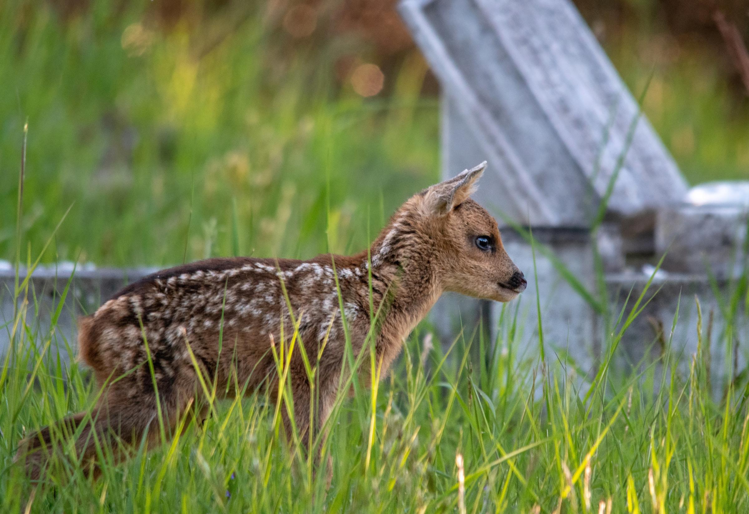 A roe deer and her baby. Stock image from Sussex. Picture: SWNS