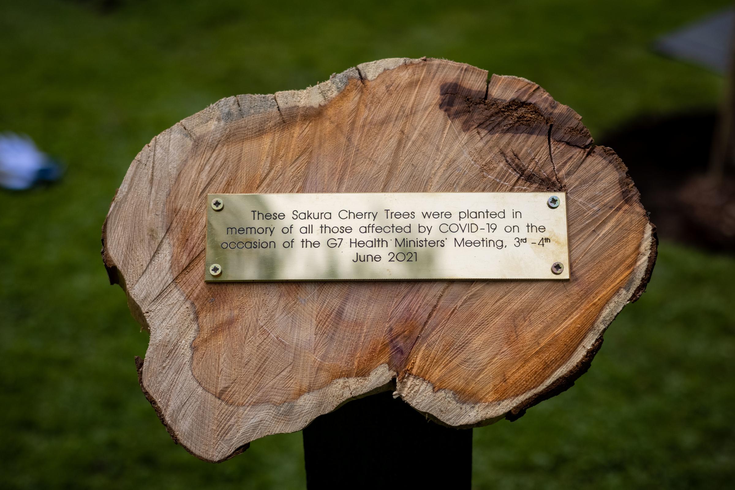 A memorial plaque on the trees planted in the Oxford Botanic Garden. Picture: Sean Ebsworth Barnes