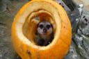 Cotswold wildlife park animals celebrate halloween with pumpkins -meerkat