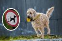 More than 100 dog fouling complaints made to council