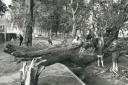 Children had a lucky escape when this tree fell in Blackbird Leys in 1975