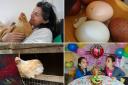 PHOTOS: 'Superstar' chicken who plays fetch changed owner's life.