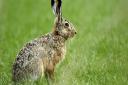 Four people arrested after reports of hare coursing in Wantage area