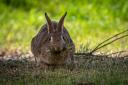 Oxford mechanics found a live rabbit trapped inside a car's engine