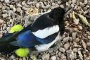 Magpie in Bicester got drunk on fermented apples and needed rescuing