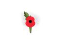 The new poppy was launched today.