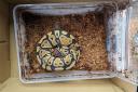 The ball python snake found abandoned in the park on Monday