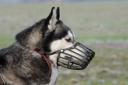This is how you should muzzle train your dog, according to the PDSA