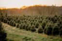 Fancy a real Christmas tree? Oxfordshire's the place to go