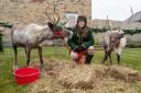 Reindeers at Redrow's Cottenham Grove devlopment
