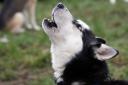 A UK vet has revealed that dogs can sometimes howl when they are anxious, but there are more common reasons why your four-legged friend howls - see what they are.