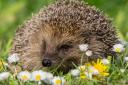 The research aims to protect hedgehogs from lawn mowers