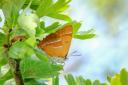 A brown hairstreak butterfly at Ludgershall