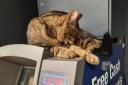 Simba on the cash machine in the Co-op