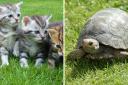 Stock image of cats and a terrapin