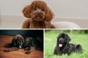 Tibetan Mastiffs, Newfoundland and Mastiffs top the list of most expensive dogs to own over its lifetime.