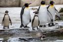 Humboldt and King penguins at Birdland Park