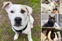 Could you help give any of these Sussex pets a home?