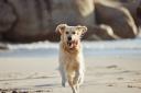 Will you be exploring these dog-friendly beaches?