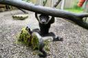 One of two black-and-white ruffed lemur pups born at Blair Drummond Safari and Adventure Park, near Stirling (Andrew Milligan/PA)