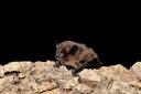 Common Pipistrelle. Image: Hugh Clark/bats.org.uk