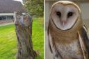 The tree in Abingdon, and a barn owl. But which is which? Pictures: Dean Jeacock/ Pixabay