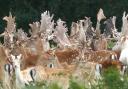 Cornbury Park is home to four varieties of deer. Meat is available from Denshams butchers in Witney