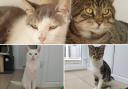 These four cats are looking for forever homes. Credit: Oxfordshire Animal Sanctuary
