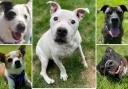 5 dogs available for adoption. Credit: Oxfordshire Animal Sanctuary