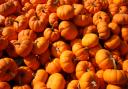 A sea of pumpkins. Credit: canva