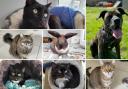 The 7 animals looking for forever homes in Oxfordshire. Credit: Oxfordshire Animal Sanctuary