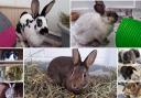 9 rabbits at Oxfordshire Animal Sanctuary. Credit: Oxfordshire Animal Sanctuary