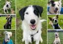 Meet the 7 dogs looking for forever homes. Credit: Oxfordshire Animal Sanctuary