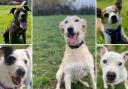 Five dogs looking for forever homes. Credit: Oxfordshire Animal Sanctuary