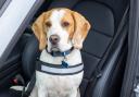 Driving with a dog in the car could land you  a £5,000 fine or lose your drivers licence