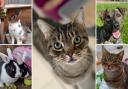 6 animals looking for a forever home. Credit: Oxfordshire Animal Sanctuary