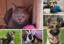 6 animals looking for forever homes. Credit: Oxfordshire Animal Sanctuary