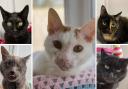 5 cats looking for forever homes. (Oxfordshire Animal Sanctuary)