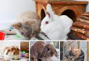 5 rabbits looking for forever homes. Credit: Oxfordshire Animal Sanctuary