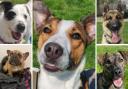 5 dogs looking for forever homes. Credit: Oxfordshire Animal Sanctuary