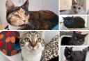 6 cats looking for forever homes. Credit: Oxfordshire Animal Sanctuary